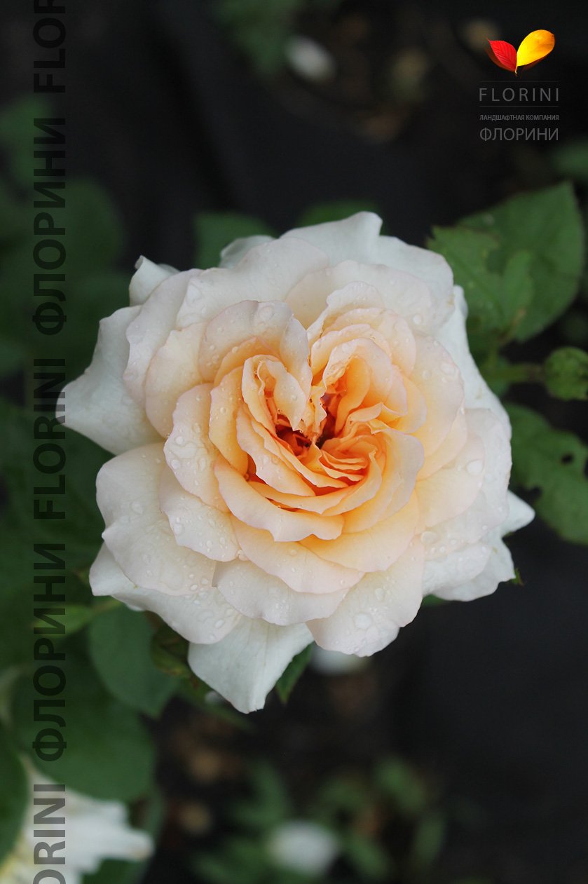 Кокарда плетистая роза Абрикосовая