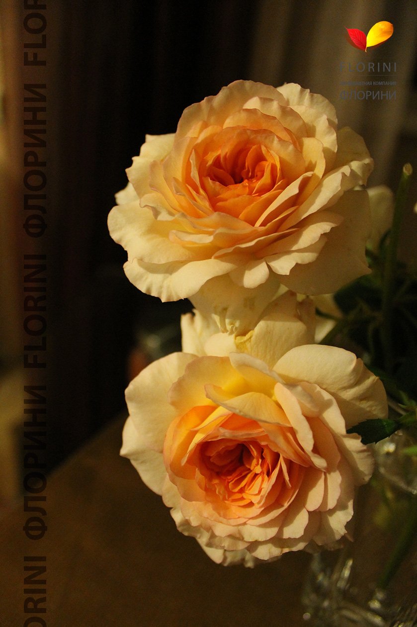 Роза кокарда флорибунда