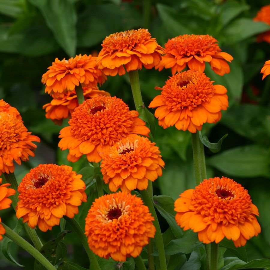 Оранжевый садовый цветок