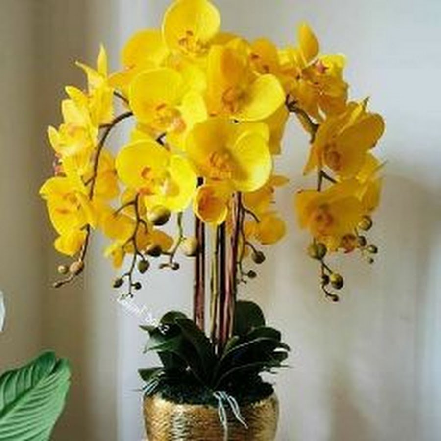 Орхидея комнатная желтая