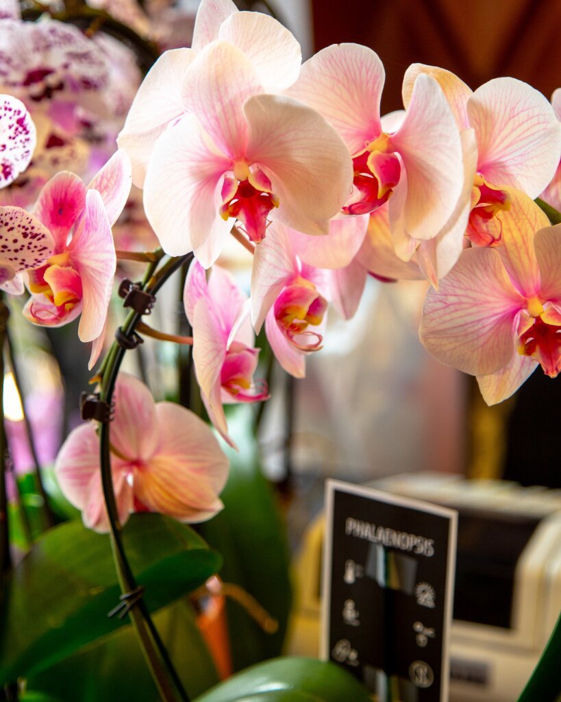 Орхидея домашняя