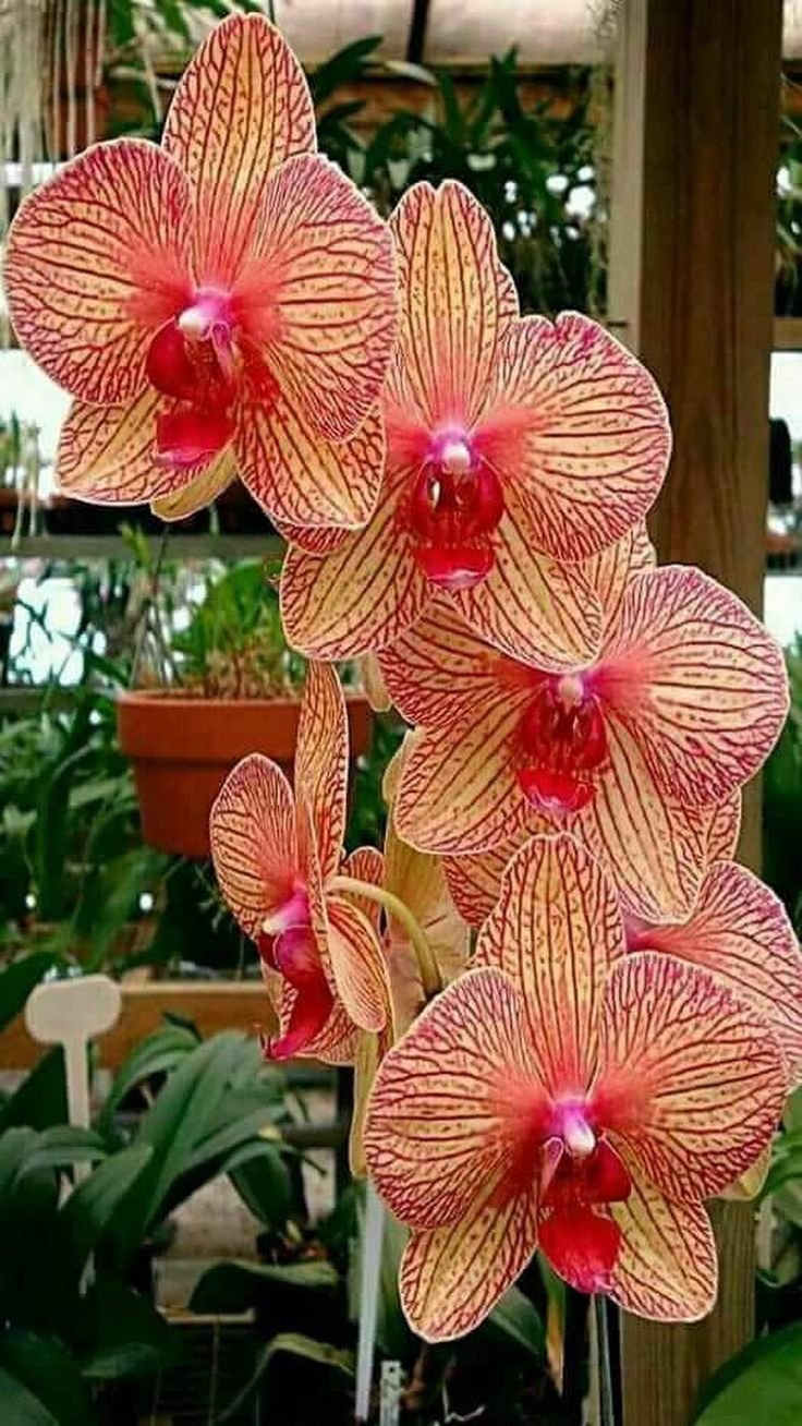 Фаленопсис Орхидные