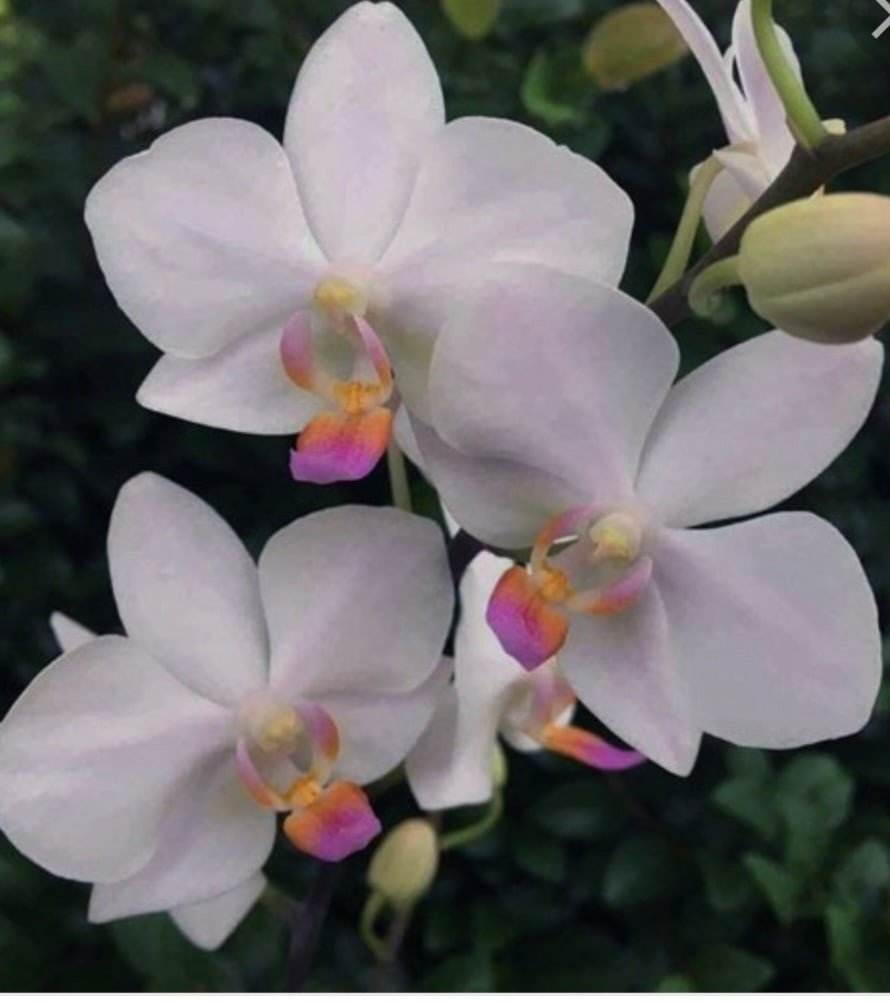 Хацуюки Орхидея