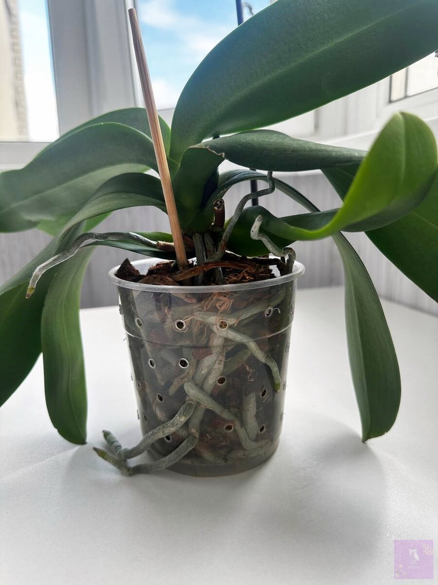 Сгорела Орхидея на окне