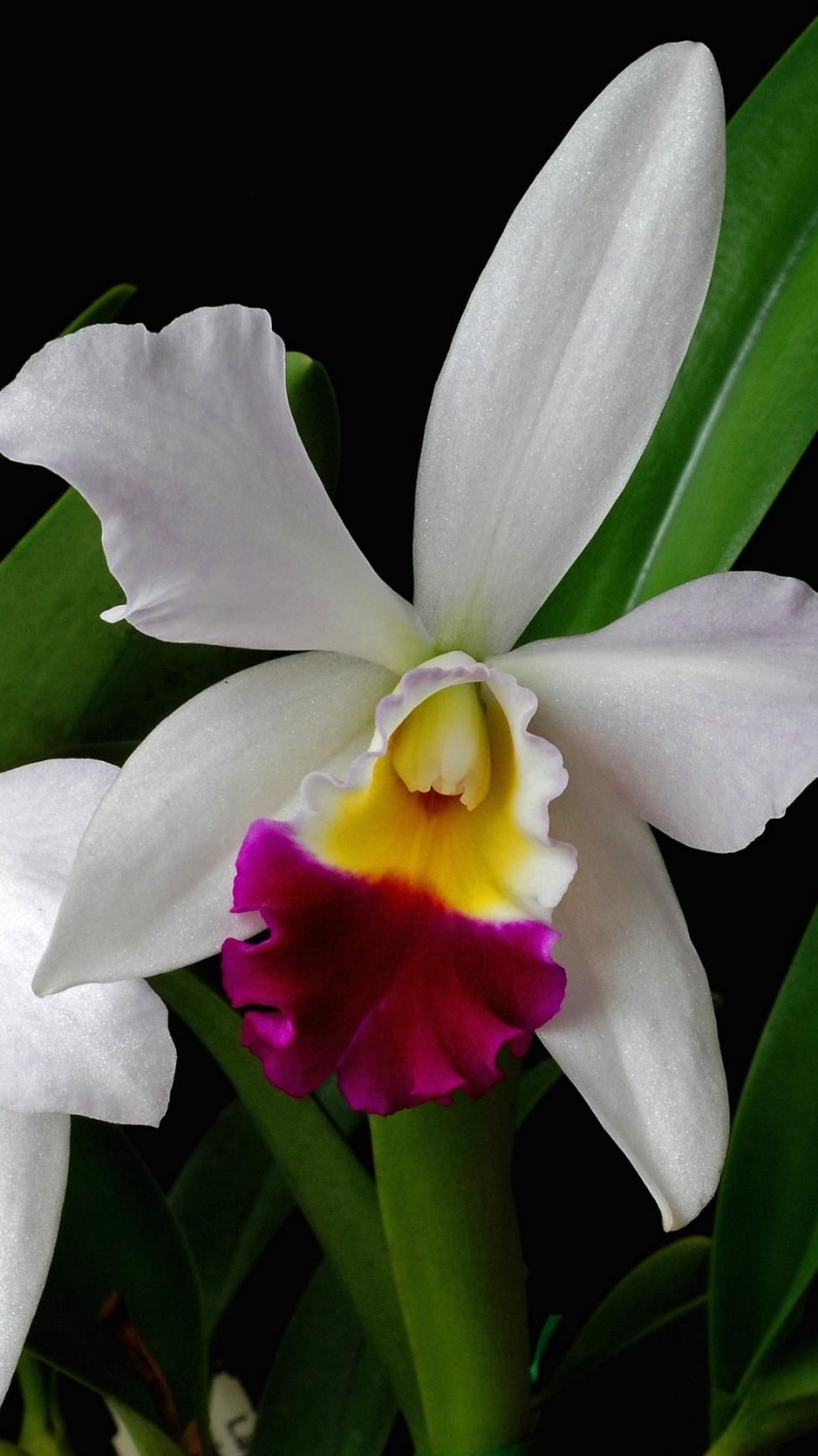 Орхидея Каттлея белая
