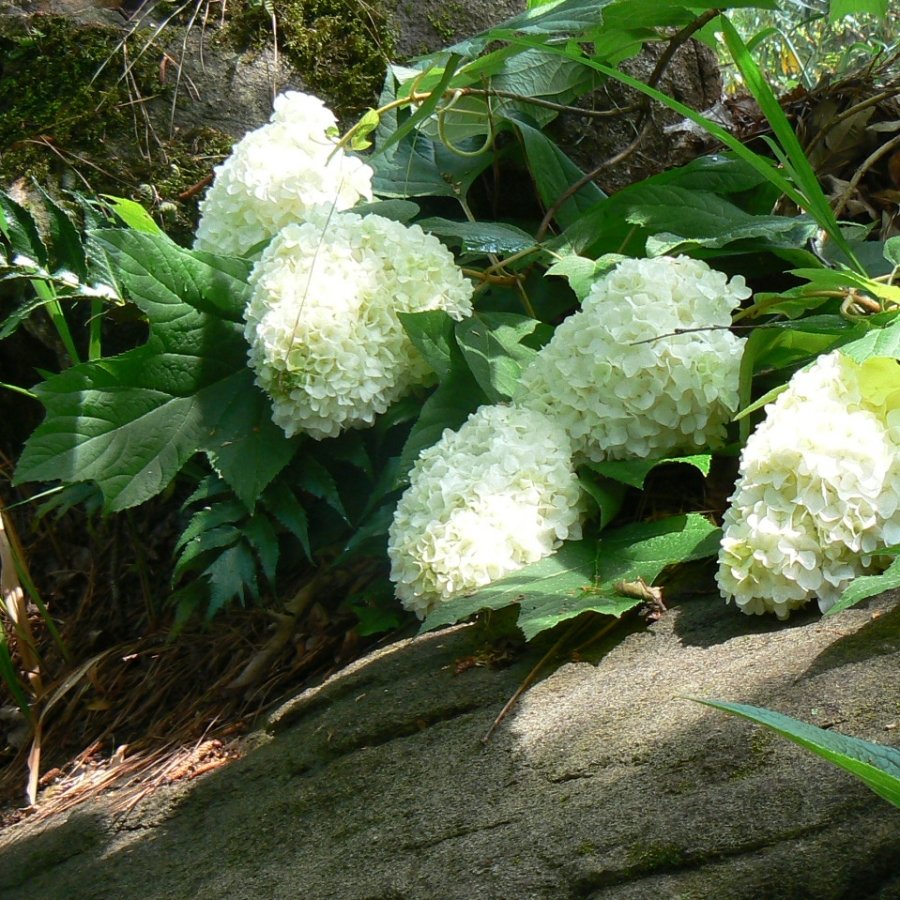 Гортензия дуболистная Хармони Hydrangea quercifolia Harmony