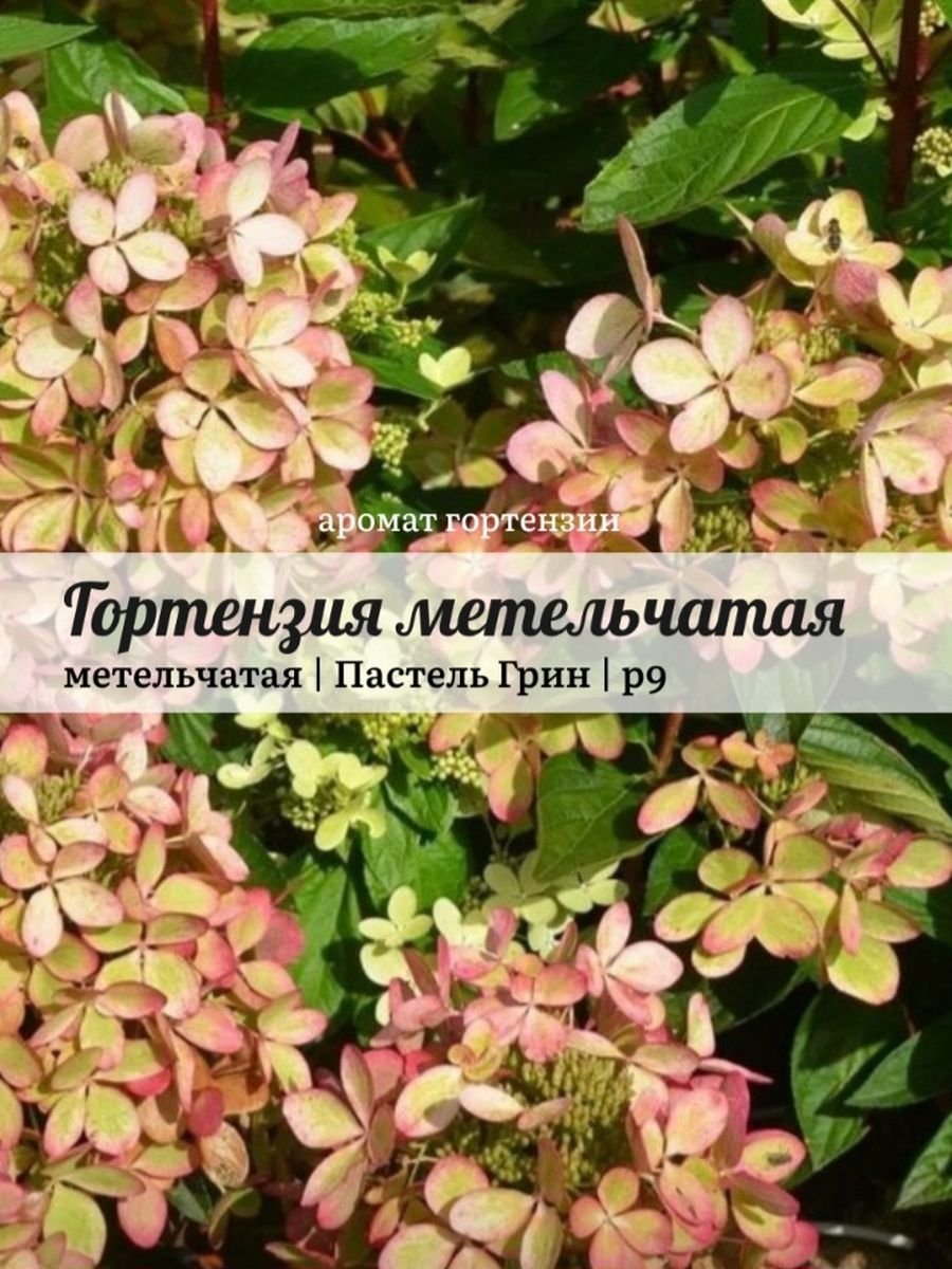 Гортензия метельчатая (Hydrangea paniculata pastelgreen)