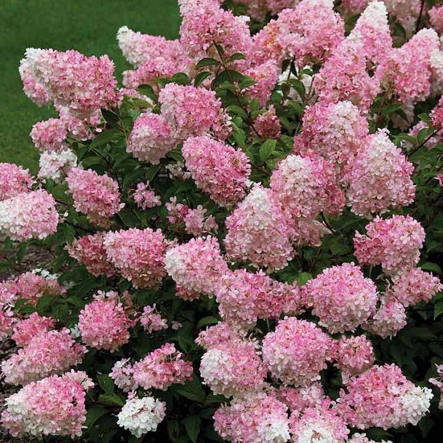 Hydrangea paniculata Touch of Pink