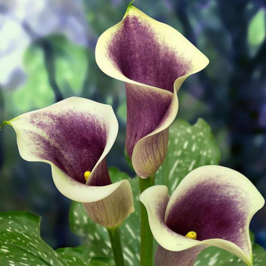 Калла цветок Вермеер