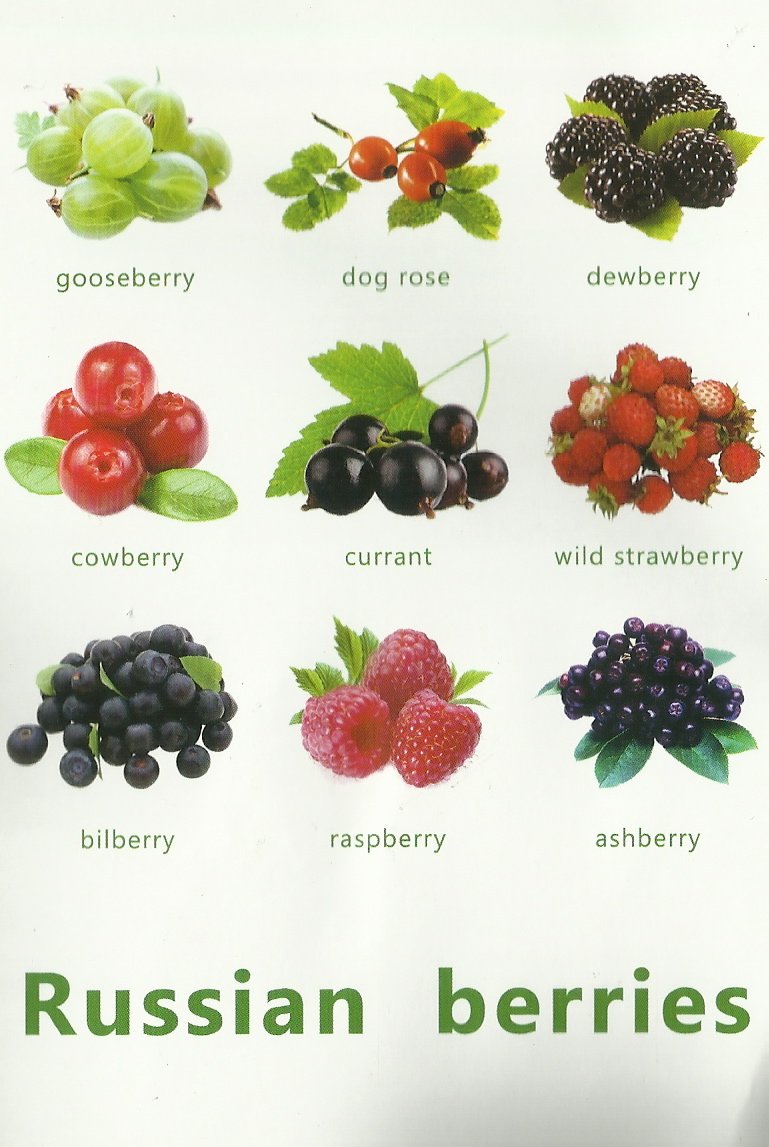 Садовые ягоды названия