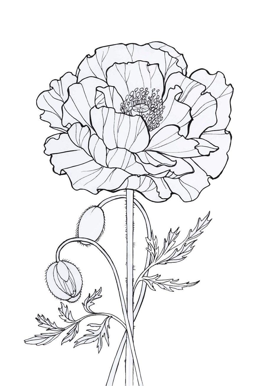 Рисунок мака цветка