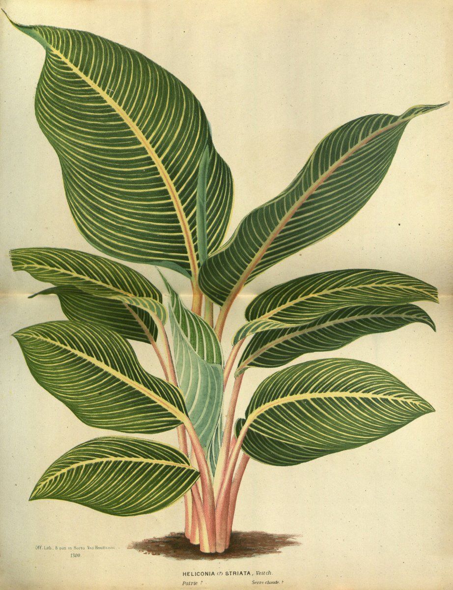 Botanical Tropical Leaf