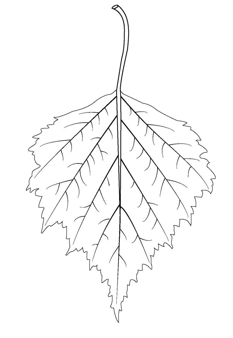 Рисования листьев (берёза, липа).