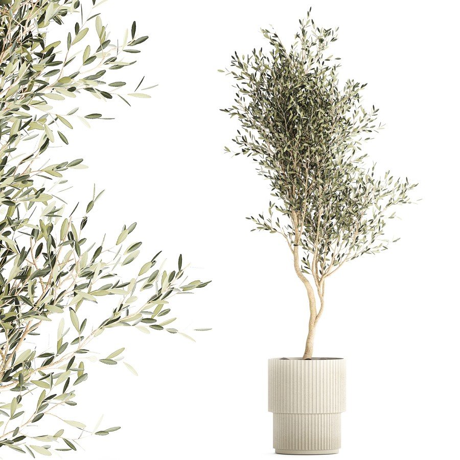 Комнатное оливковое дерево