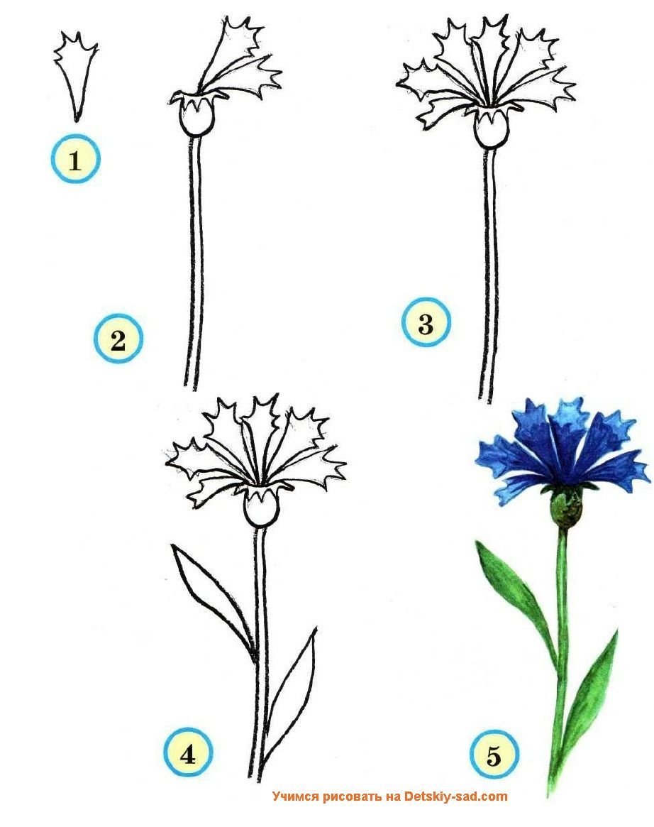 Этапы рисования цветов для детей