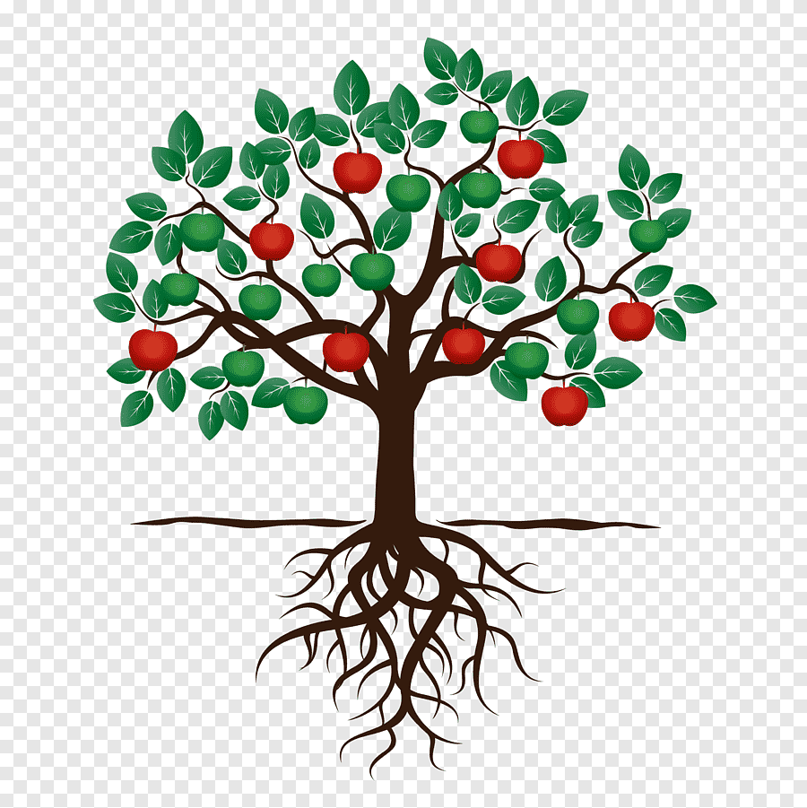 Яблоня с корнями рисунок