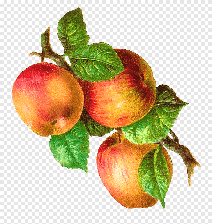 Ветка яблони с яблоками
