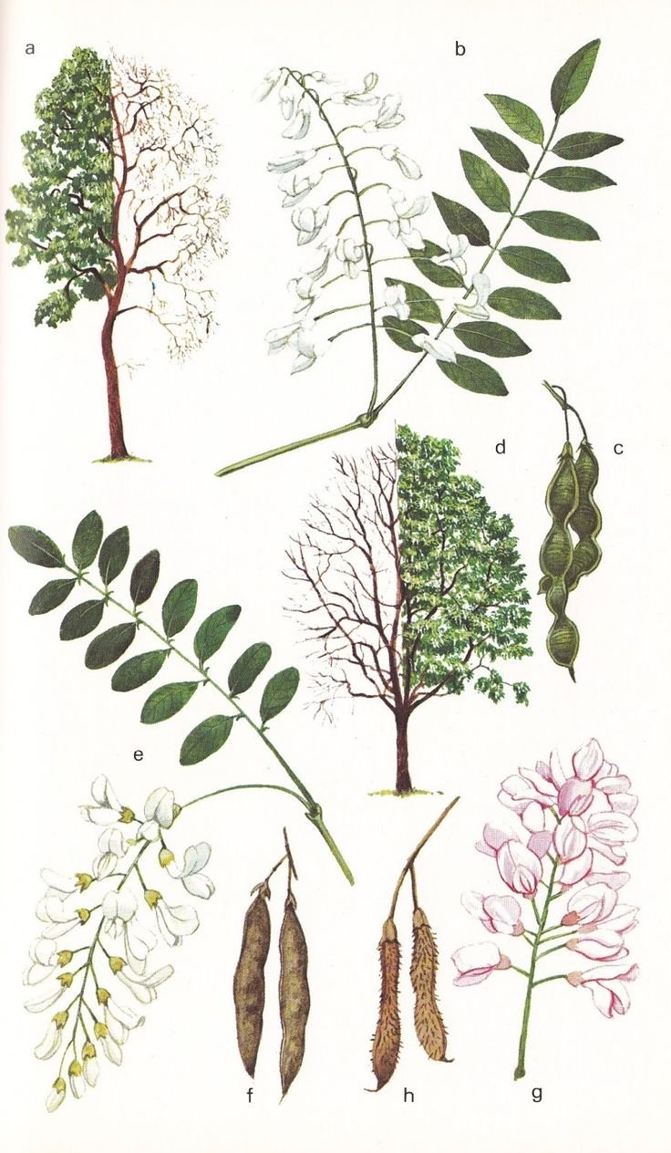 Робиния Ботаническая иллюстрация