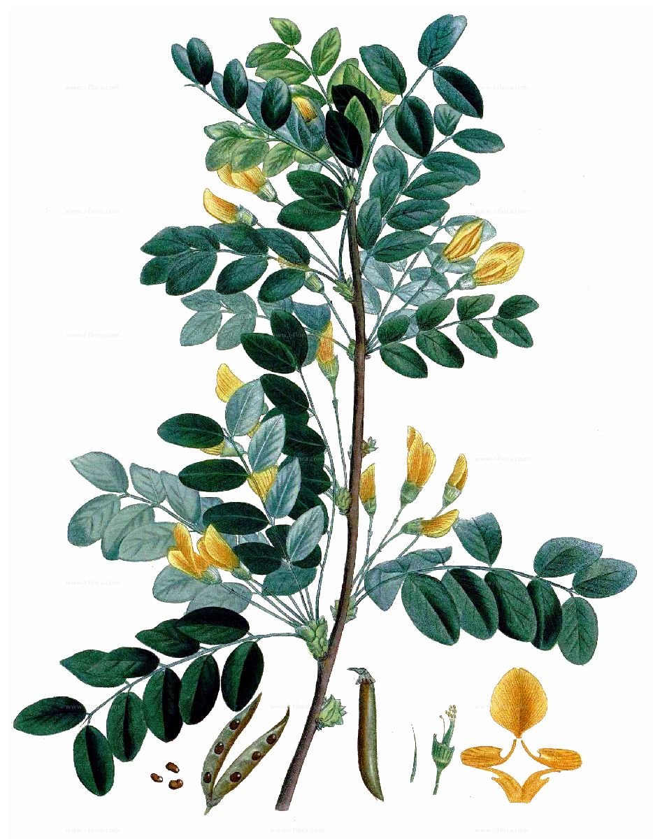 Карагана Ботаническая иллюстрация