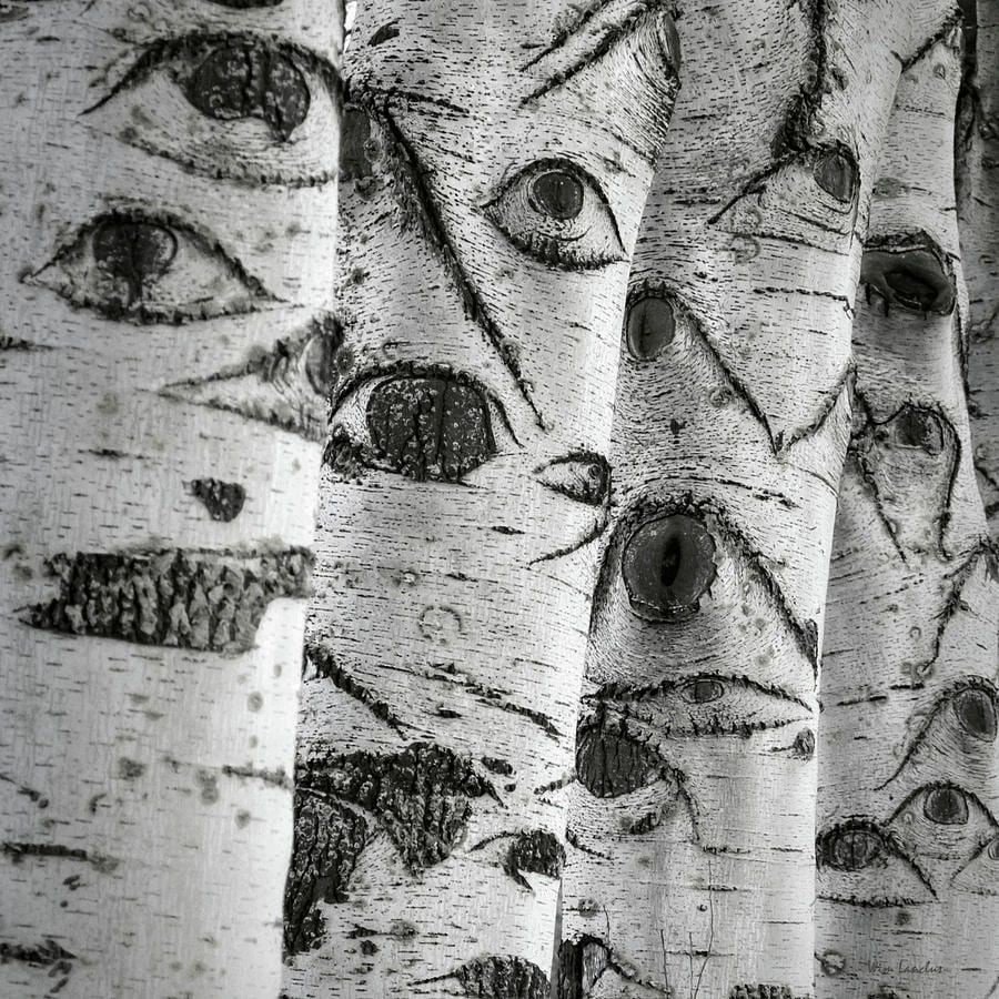 Дерево с глазами на стволе