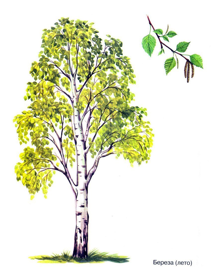 Изображение дерева для детей