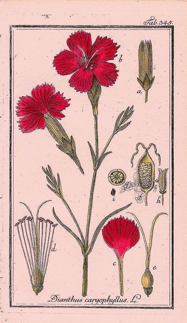 Гвоздика травянка Ботанический рисунок