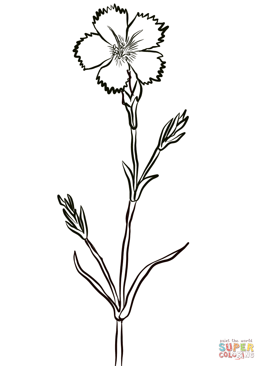 Гвоздика травянка белая