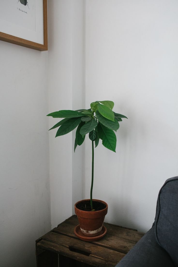 Авокадо домашнее растение