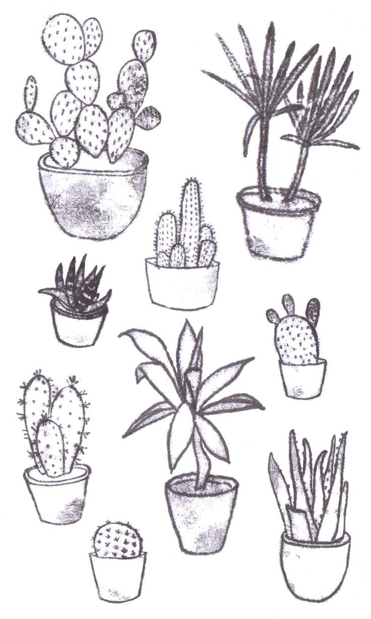 Комнатное растение рисунок