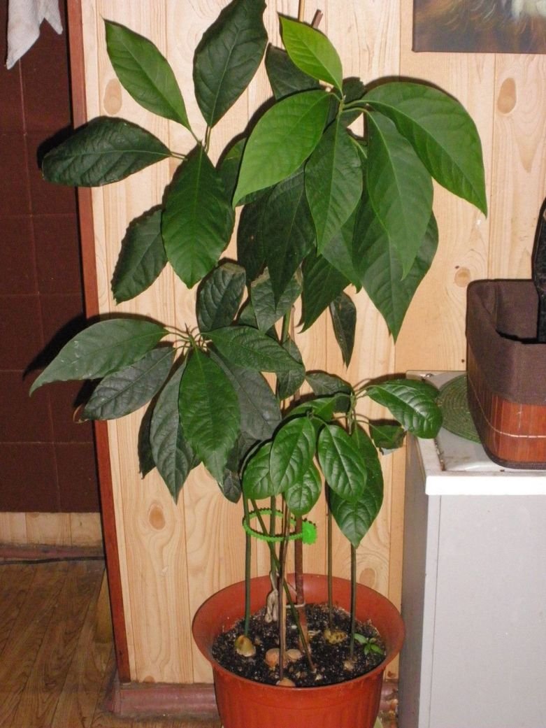 Авокадо дерево комнатное