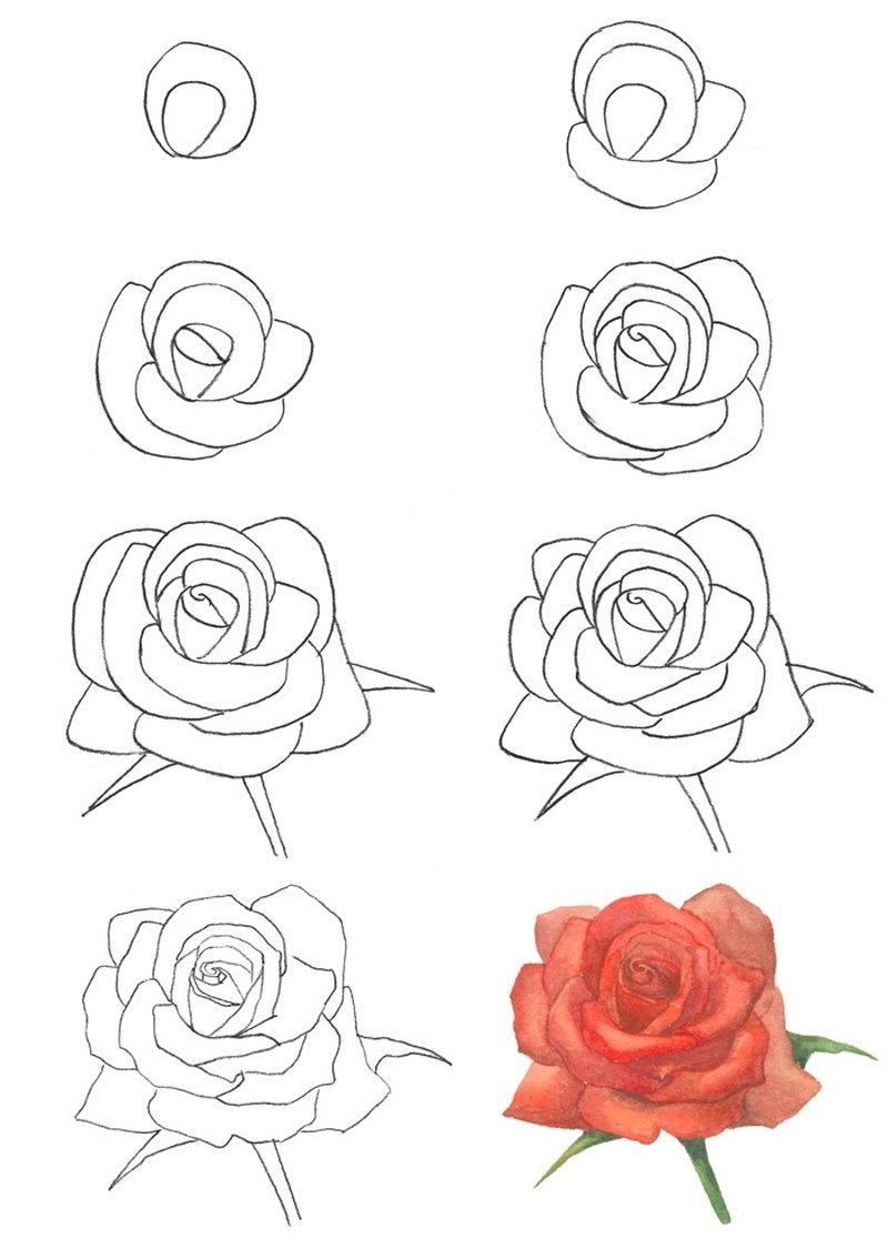 Поэтапное рисование розы