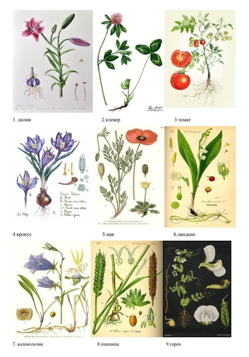Покрытосеменные растения плакат