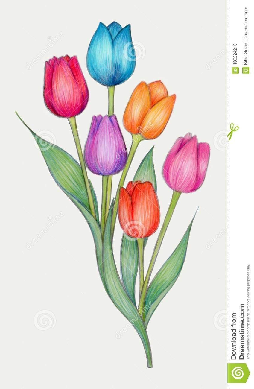 Тюльпаны рисунок цветными карандашами