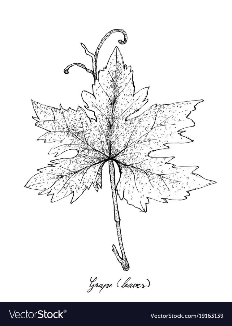 Лист винограда рисунок карандашом