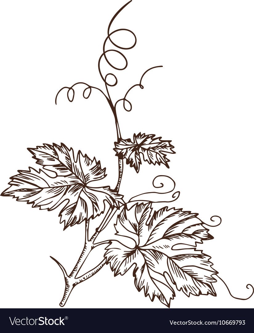 Виноградные ветви листья