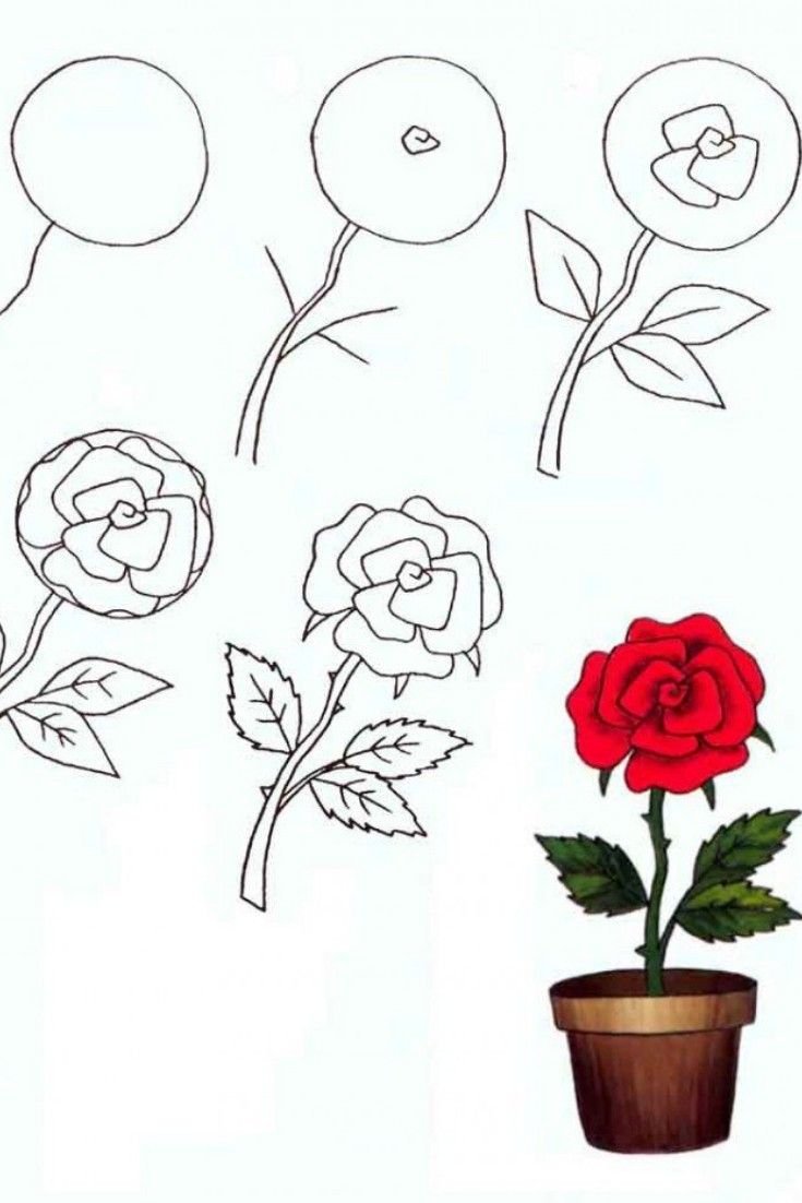 Поэтапное рисование цветка