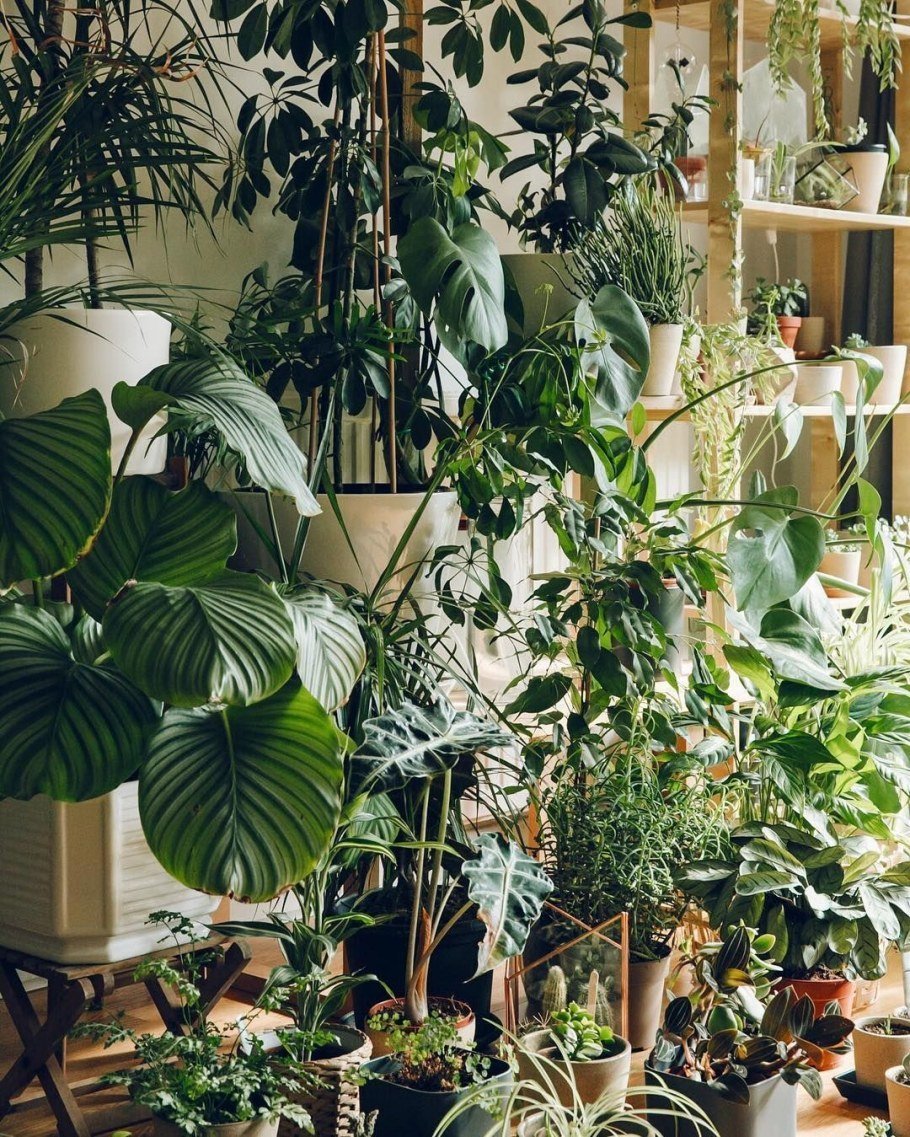 Высокие комнатные растения