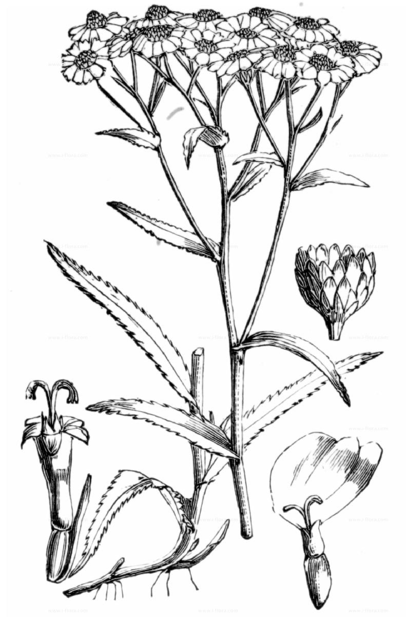 Чихотная трава (Achillea ptarmica),