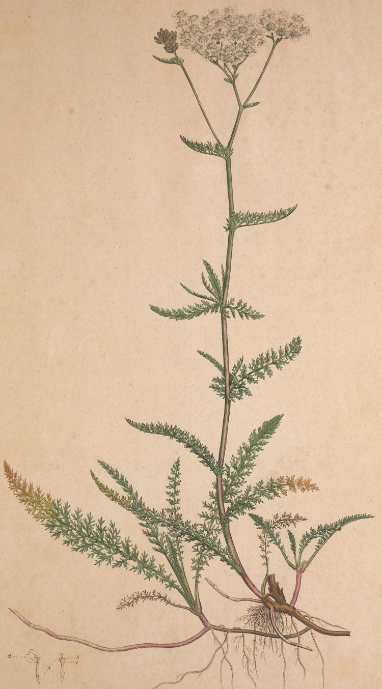 Achillea millefolium Ботанический рисунок