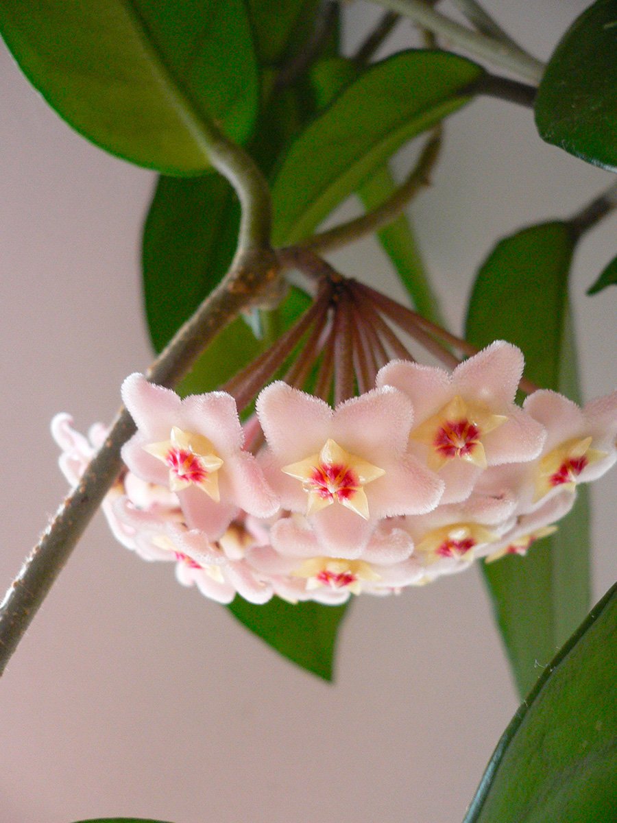 Hoya цветок