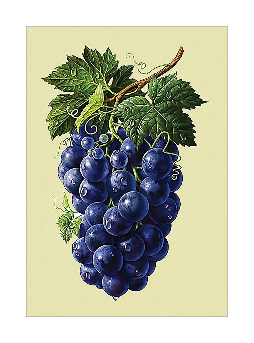 Синий виноград