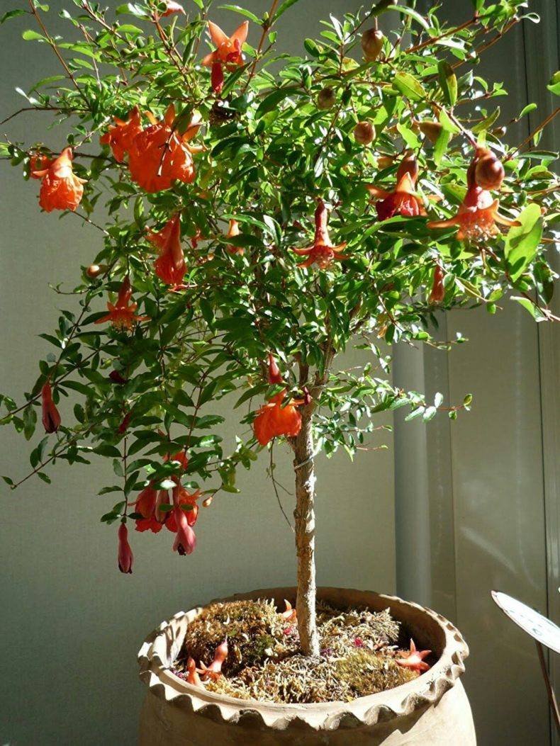 Гранат карликовый (Punica granatum Nana)