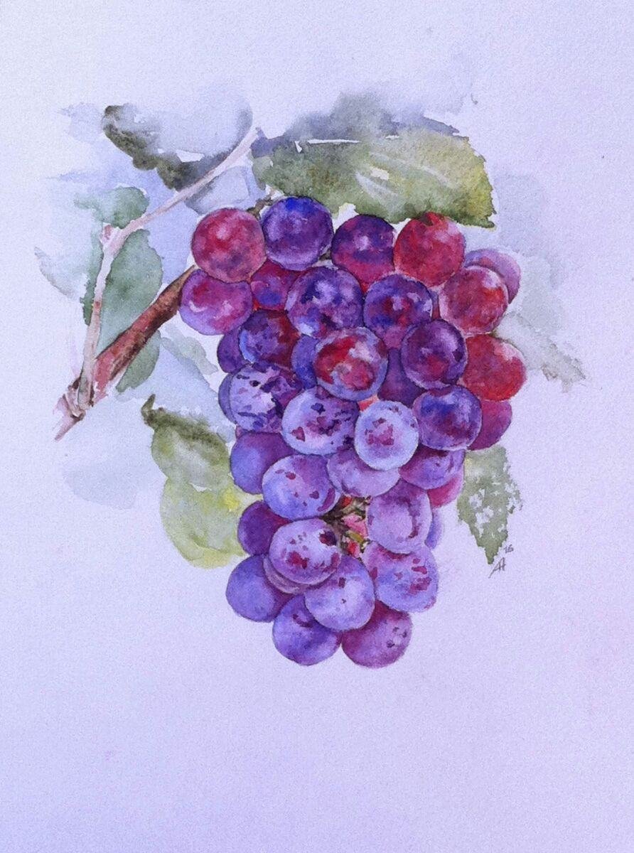 Виноград акварелью