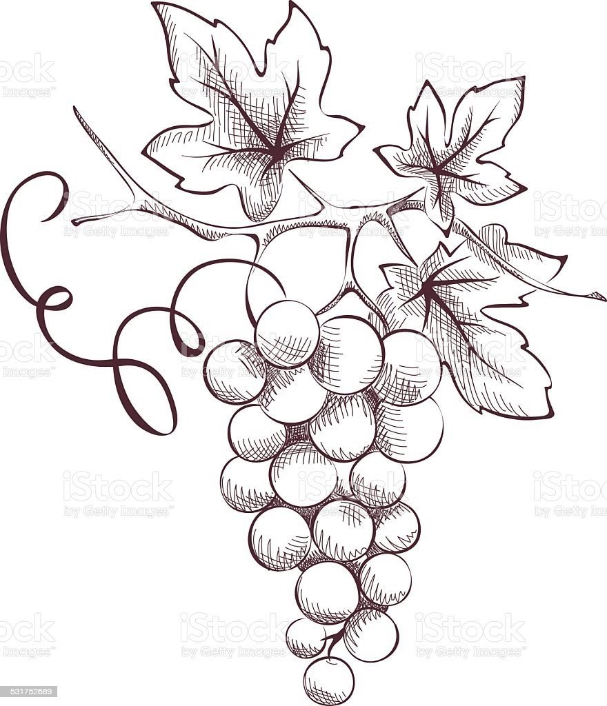 Виноград набросок