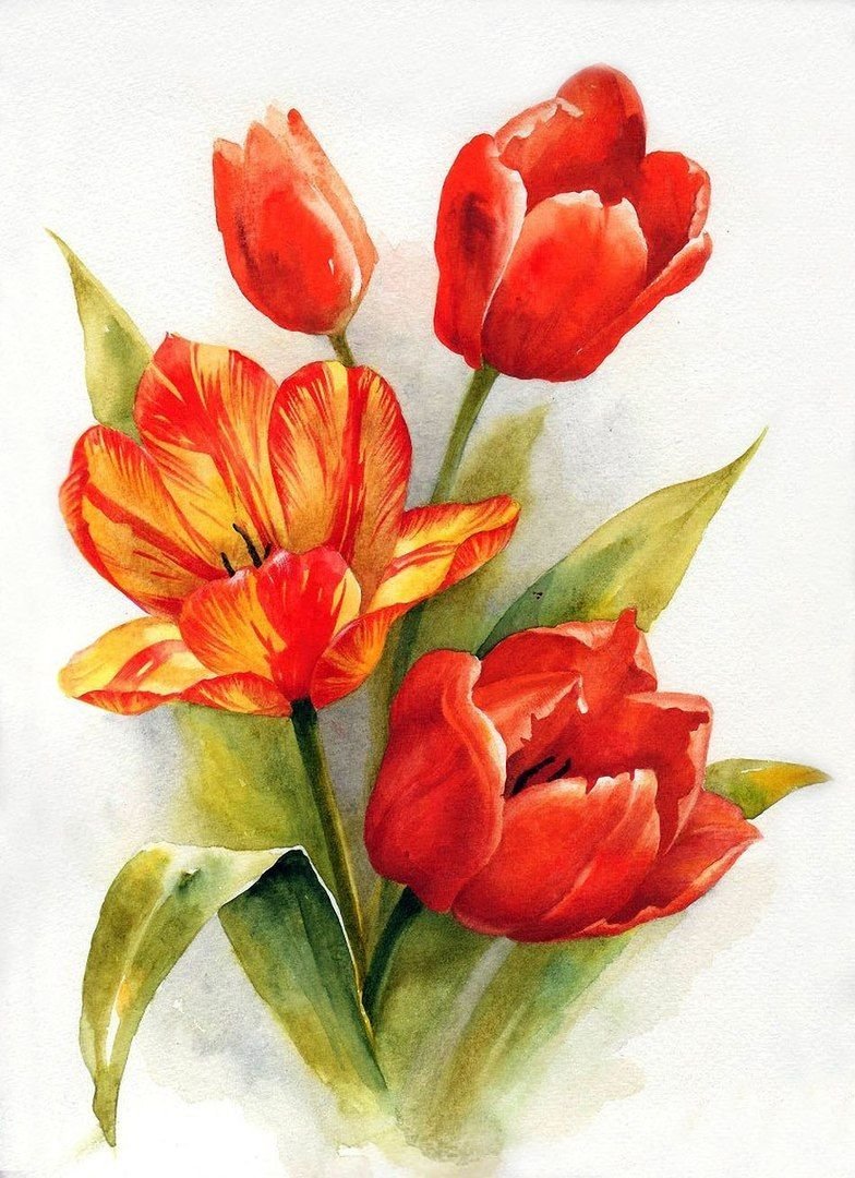 Анастасия Беседина тюльпаны акварелью