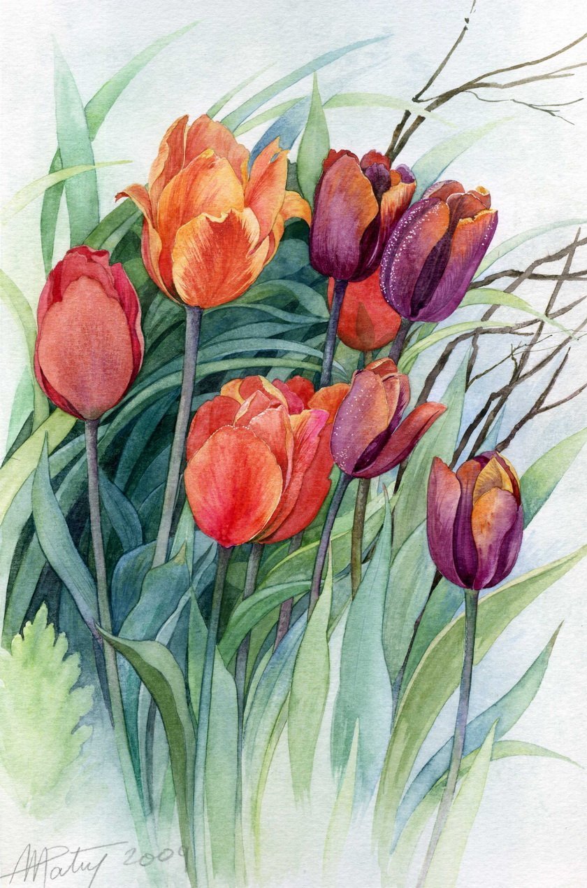 Тюльпаны живопись