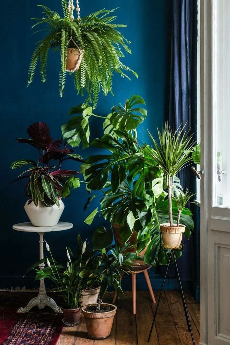 Тропические комнатные растения