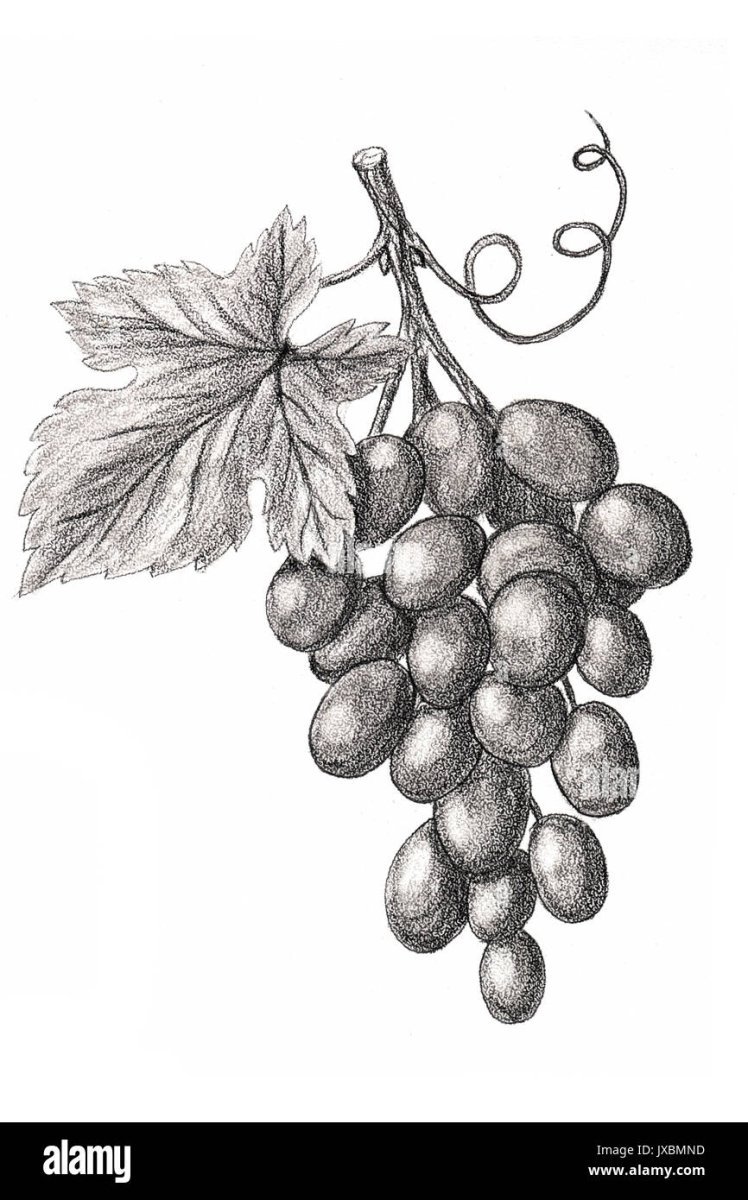 Виноград рисунок карандашом