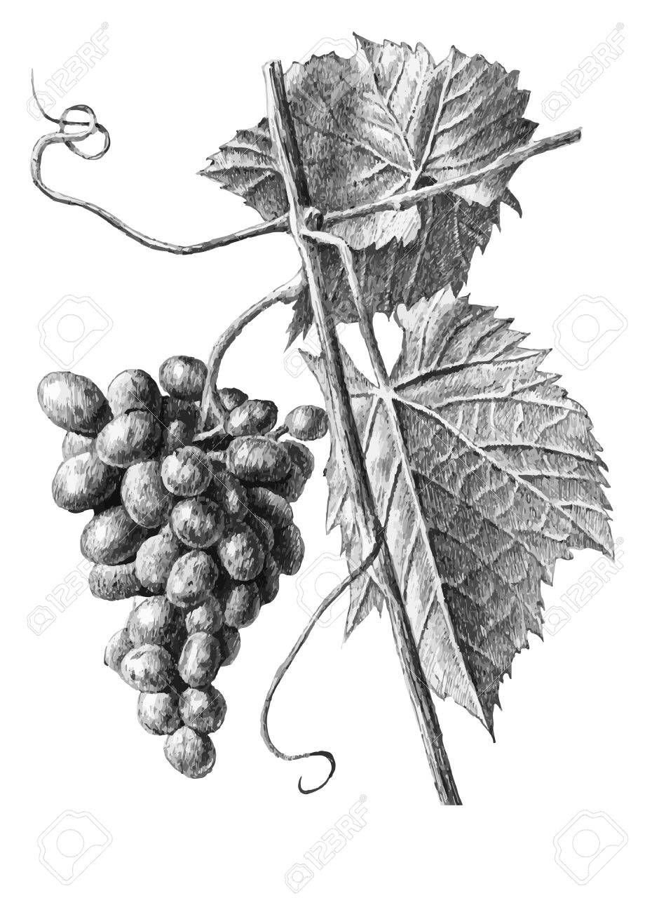 Виноград гравюра