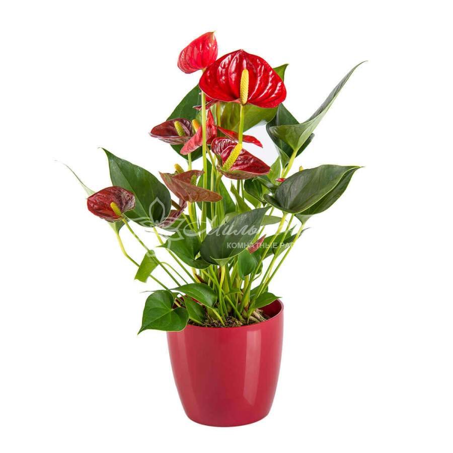 Красный Антуриум цветок